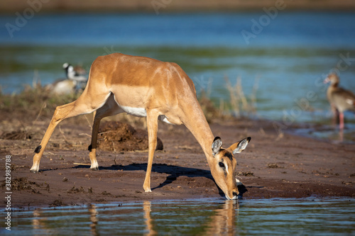 Female impala standing at the edge of Chobe River drinking water in Botswana © stuporter