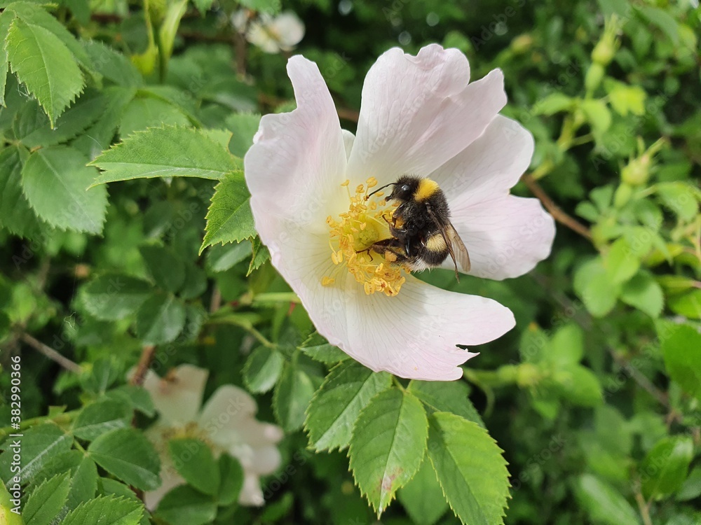 bumblebee in a wild rose Hummel in einer Apfelrosenblüte bumblebee in a wild rose Hummel in einer Apfelrosenblüte