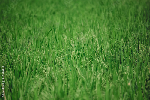green rice plant texture