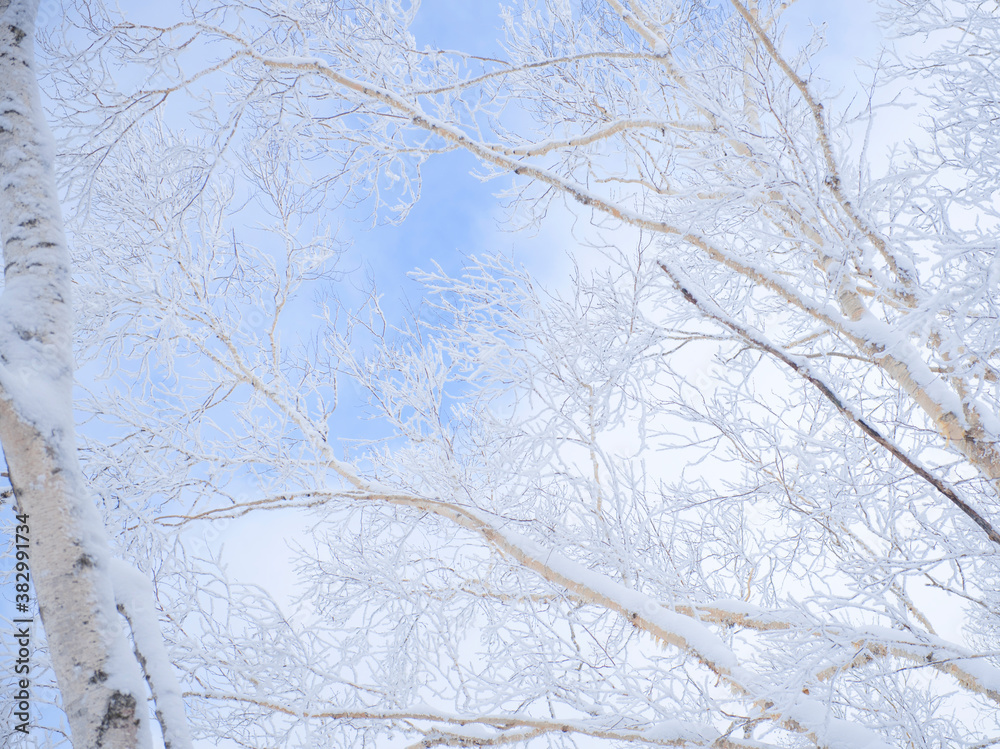 Obraz premium winter snow tree cold landscape