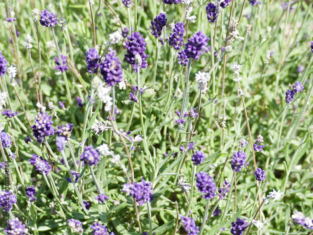 lavender Lavendel lavender Lavendel