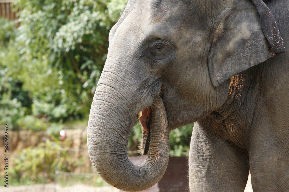 Naklejka premium インドゾウ