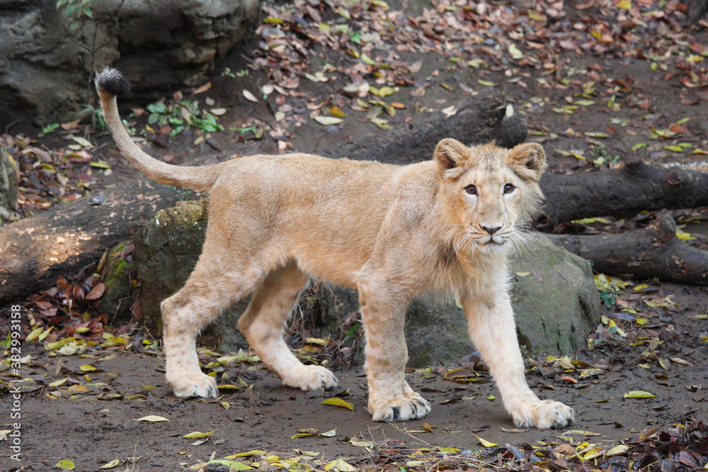 Obraz premium インドライオン