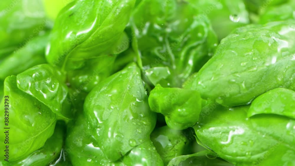 Super Slow Motion Shot of Water Drops Falling on Fresh Basil at 1000fps. Super Slow Motion Shot of Water Drops Falling on Fresh Basil at 1000fps.