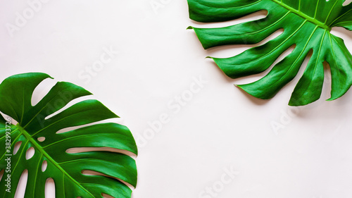 closeup tropical monstera leaf isolated on pink background, Flat lay, fresh wallpaper banner concept