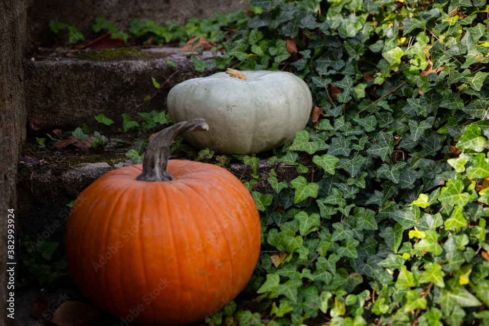 Big ripe pumpkins lying on concrete stairs outside, focus on the blue one while the orange one is in out of focus foreground Big ripe pumpkins lying on concrete stairs outside, focus on the blue one while the orange one is in out of focus foreground