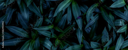 closeup tropical green leaf background. Flat lay  fresh wallpaper banner concept