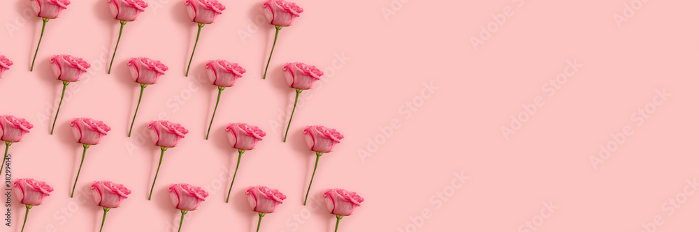 Rose flowers pattern on a pink background. Floral concept banner with place for text. Rose flowers pattern on a pink background. Floral concept banner with place for text.