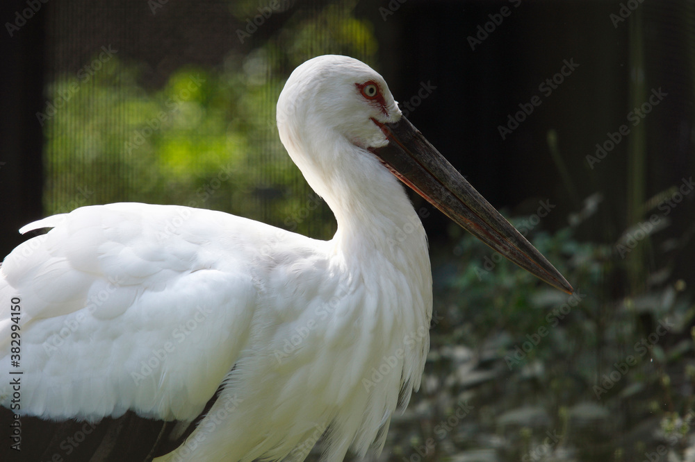 コウノトリ コウノトリ