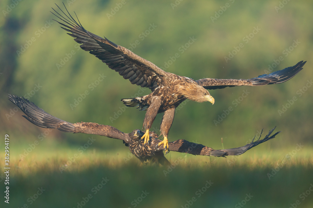 Fototapeta premium Two White tailed Eagle (Haliaeetus albicilla) fighting in the air. Flying Sea Eagle.