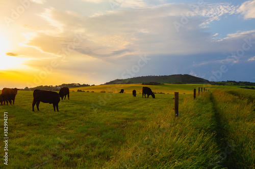 The herd of Cows on the pasture  in Central Bohemian Highlands, Czech Republic. © Radomir Rezny