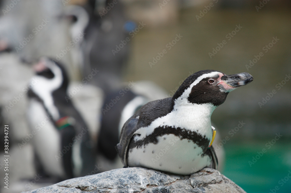 Naklejka premium フンボルトペンギン