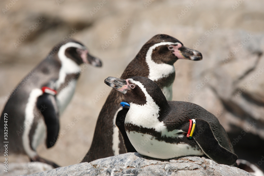 Obraz premium フンボルトペンギン