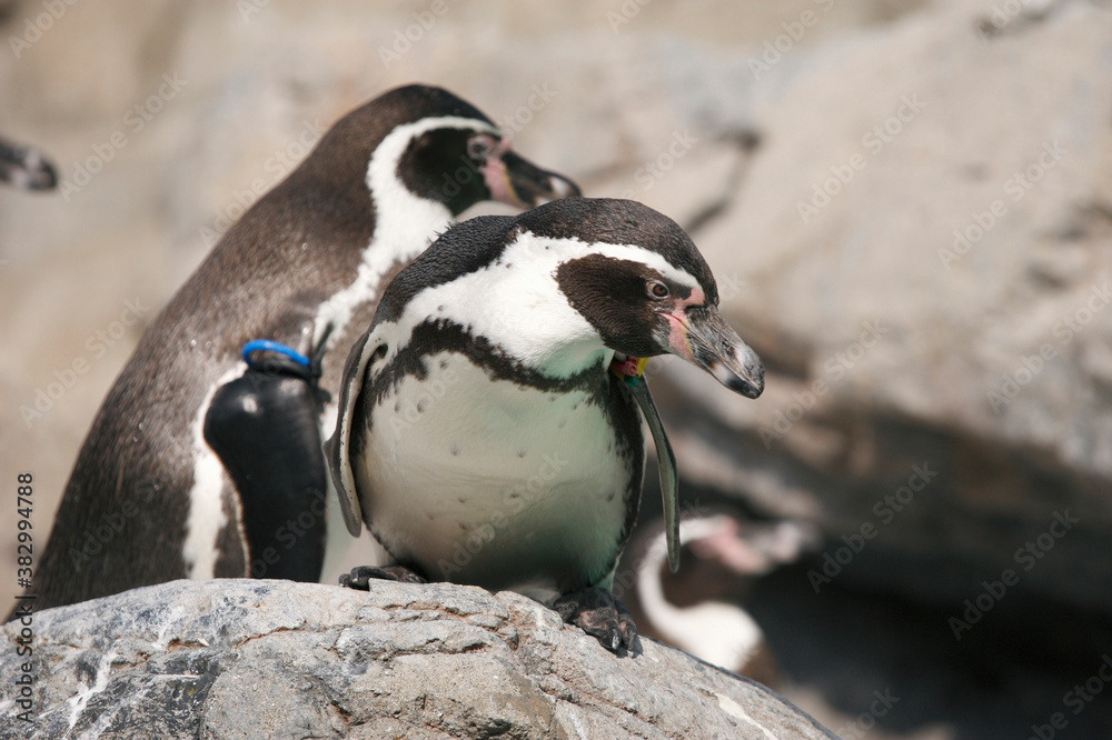 Naklejka premium フンボルトペンギン
