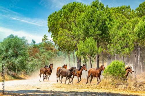 Yeguada en el coto doñana 