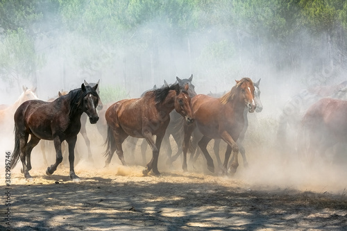 Yeguada en el coto doñana 