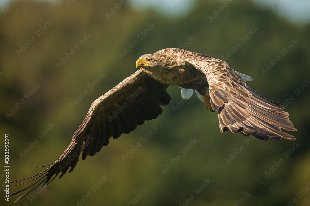 Fototapeta premium White tailed eagle (Haliaeetus albicilla)