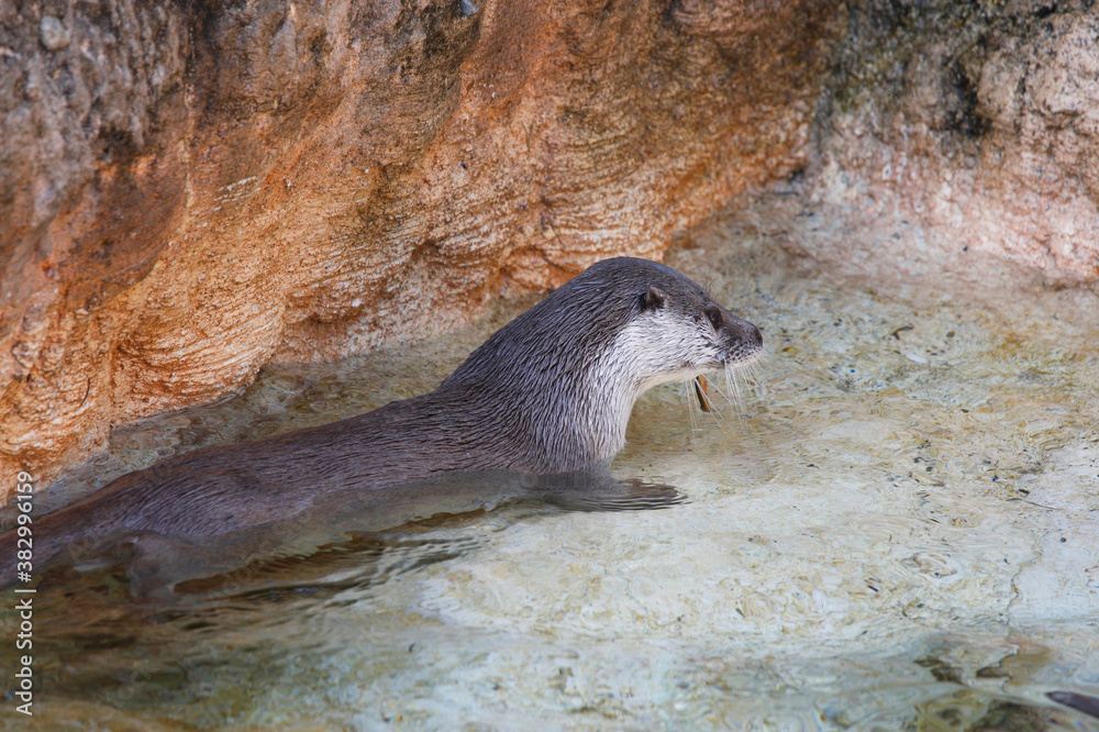 Obraz premium ユーラシアカワウソ