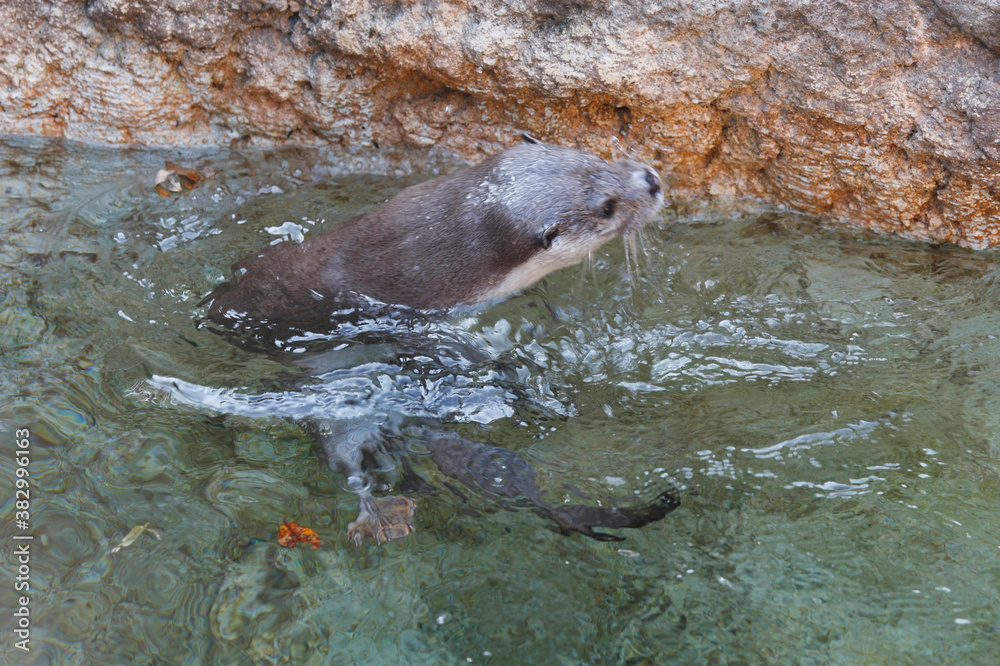 Obraz premium ユーラシアカワウソ