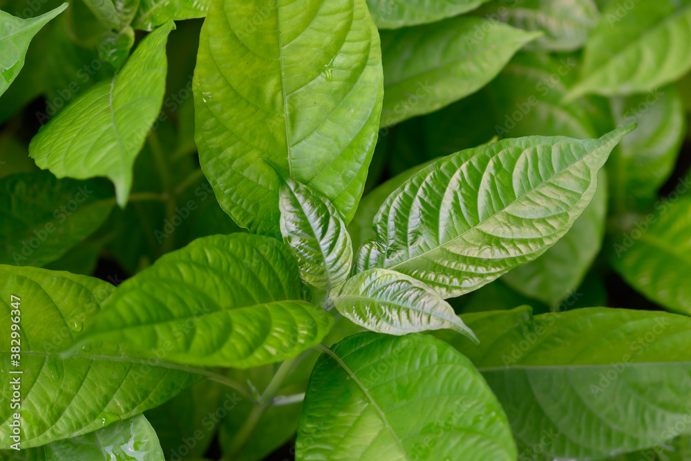 Obraz premium Green leaf