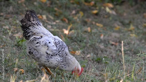 a white chicken in the grass. rooster raised in the yard in the woods