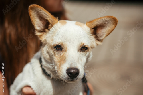 Volunteer holding little stray dog in sunny street, homeless doggy