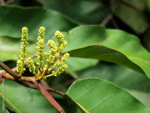 Young green Myrabolan flowers Wood. Small buds arranged in a bunch of Chebulic Myrobalan (Terminalia chebula Retz.) On a large green leaf background with a copy area. selective focus photo