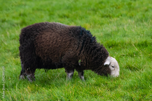 A Lake District Herdwick Sheep grazing