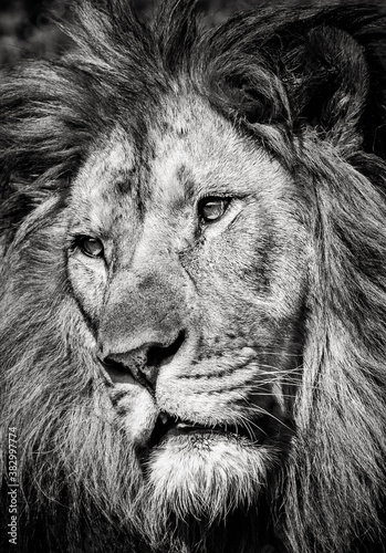 Fototapeta Naklejka Na Ścianę i Meble -  Black and white portrait of a mighty lion