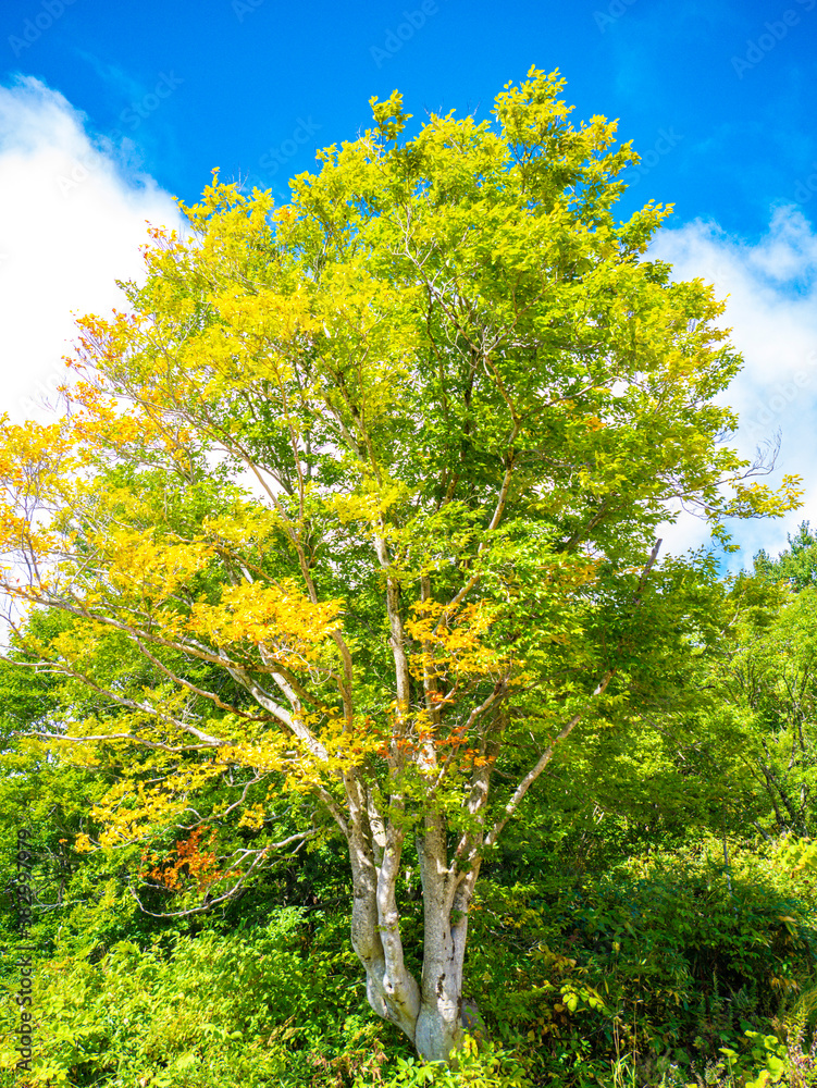 Fototapeta premium 紅葉している木と葉っぱ