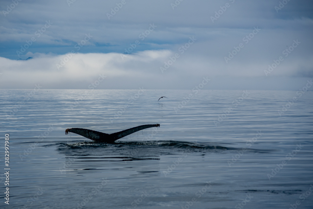 Fototapeta premium Whales in the Beagle Channel. Beagle Channel is a strait in Tierra del Fuego Archipelago on the extreme southern tip of South America between Chile and Argentina.