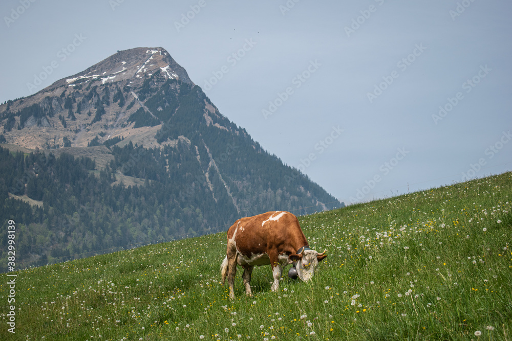 Beautiful swiss cows. Alpine meadows. Mountains.  