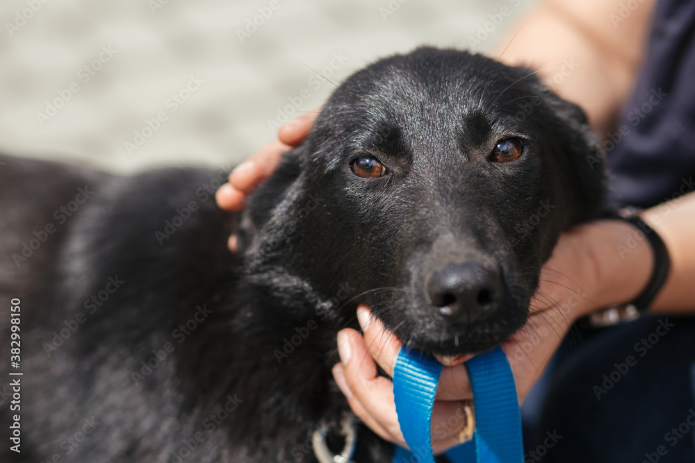 Volunteer walking and caressing stray black dog in shelter, adoption concept Volunteer walking and caressing stray black dog in shelter, adoption concept