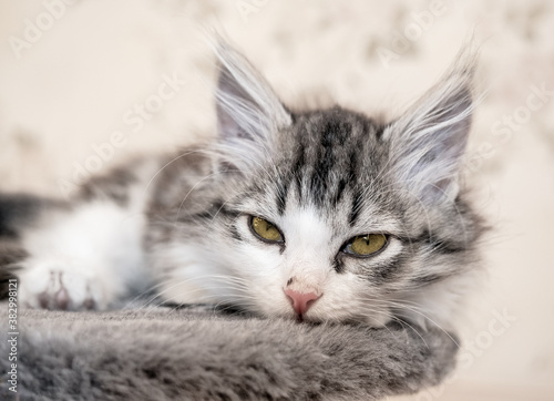 Siberian longhaired kitten is lying on bed and looking at camera