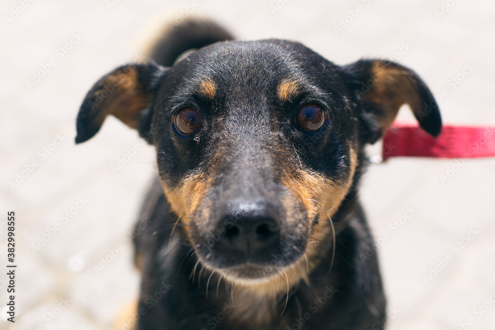 Adorable little dog portrait in sunny street, save homeless doggy. Adorable little dog portrait in sunny street, save homeless doggy.