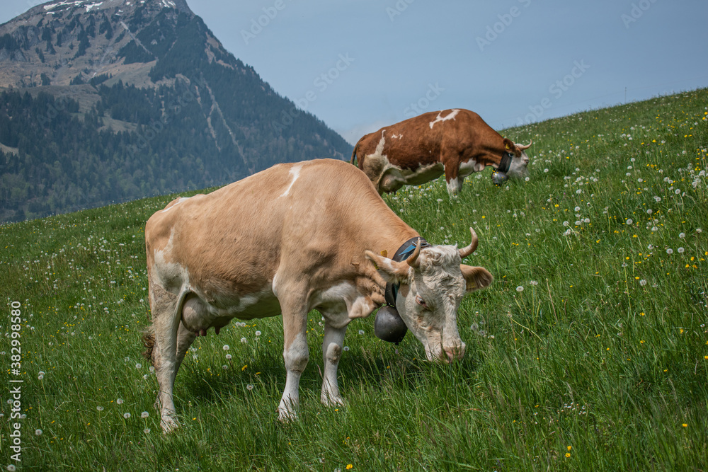 Beautiful swiss cows. Alpine meadows. Mountains. Beautiful swiss cows. Alpine meadows. Mountains.