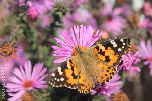 A butterfly sits on a pink Aster in the garden.