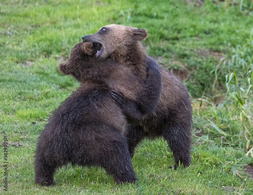 Two brown bear cubs playing in the wild, Kamchatka, Russia