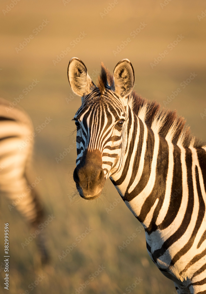 Obraz premium Vertical portrait of an adult zebra looking straight at camera in golden morning light in Masai Mara in Kenya