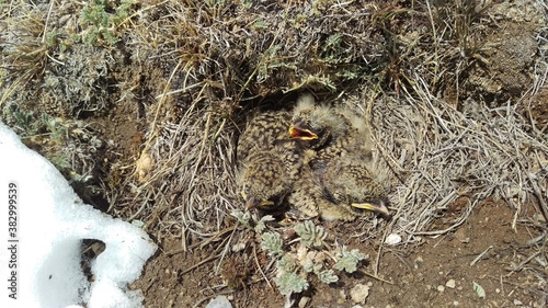 These baby birds can survive in an extreme temperature at 4700m even snowfall occurs directly on their nest but they can still remain alive.
Shimshal Pass
Hunza Pakistan photo