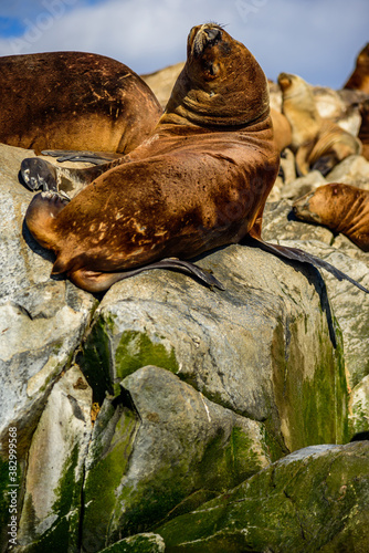 Sea Lions on the island Tierra del Fuego. Beagle Channel, Ushuaia, Argentina.