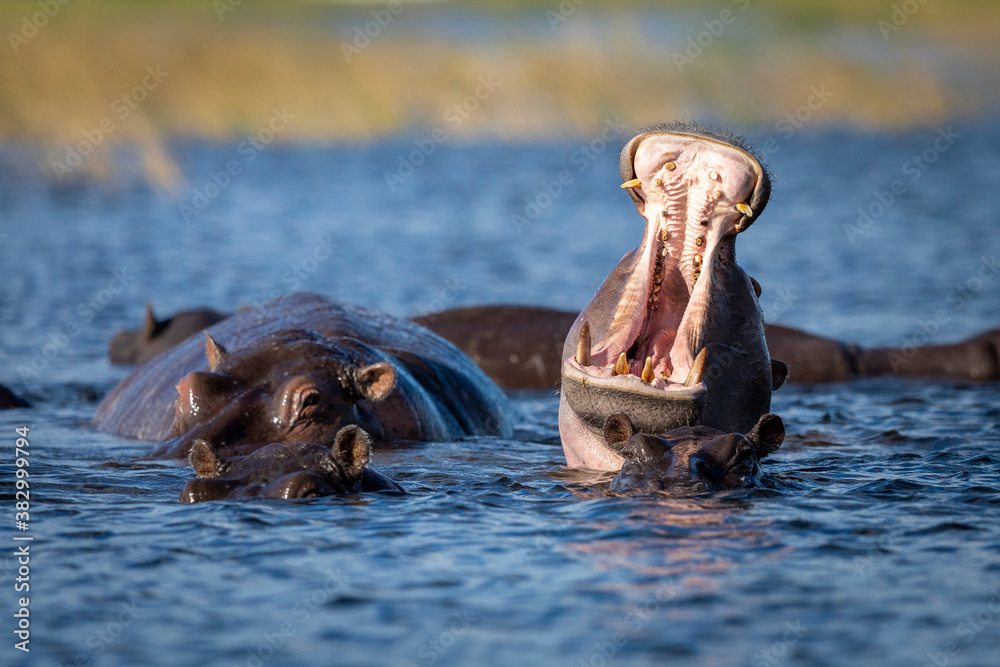 Fototapeta premium Hippo yawning in Chobe River in Botswana