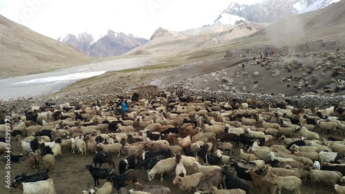 Goats and Sheep returning  to cattle shed in the evening Shimshal Hunza