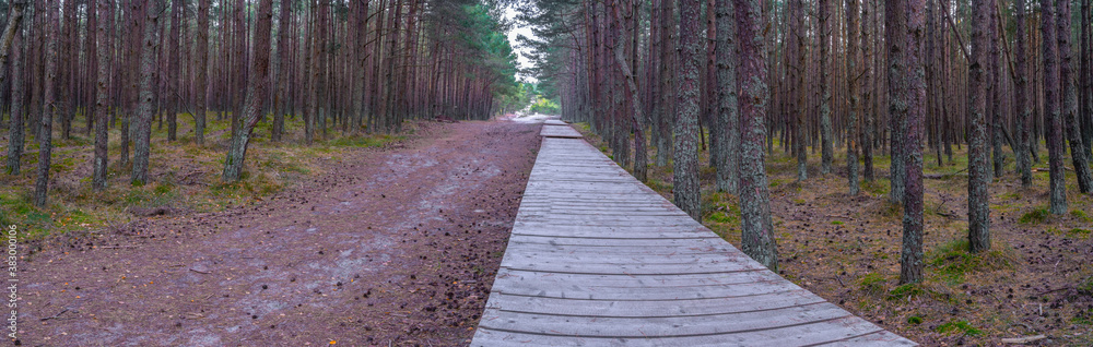Obraz premium autumn pine forest, panorama