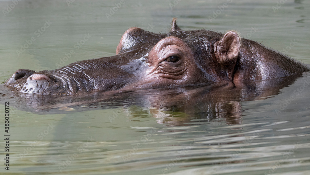 Fototapeta premium Close-up of a hippo