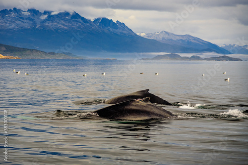 Obraz na płótnie Whales in the Beagle Channel. Beagle Channel is a strait in Tierra del Fuego Archipelago on the extreme southern tip of South America between Chile and Argentina. w salonie