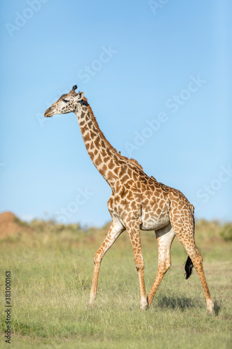 Vertical portrait of a female giraffe walking in green plains of Masai Mara in Kenya