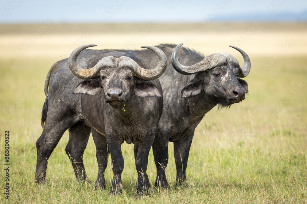 Two adult buffalo bulls standing alert in Masai Mara in Kenya Two adult buffalo bulls standing alert in Masai Mara in Kenya