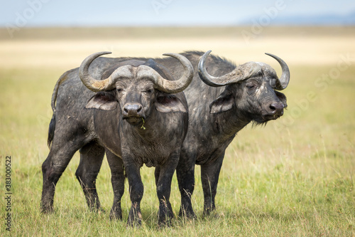 Two adult buffalo bulls standing alert in Masai Mara in Kenya
