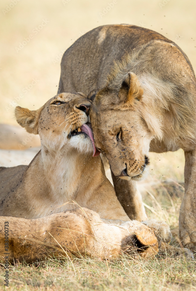 Fototapeta premium Vertical portrait of two lions showing affection in Masai Mara in Kenya